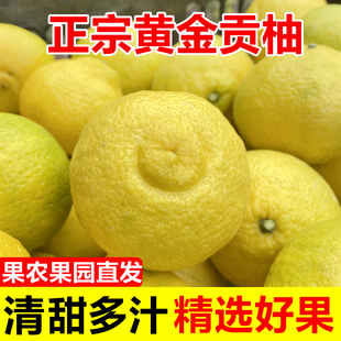 湖南怀化洪江黄金贡柚春香桔柚象山青新鲜甜柚雪峰山精选好果