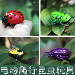 仿真甲虫动物竞速玩具 新奇电动电子知了仿真昆虫爬行玩具
