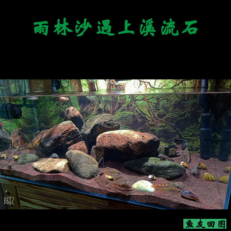 雨林沙沙鼠鱼砂雷龙鱼缸造景