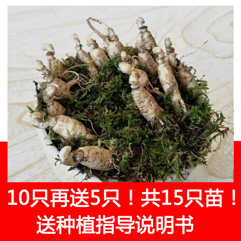 人参苗盆栽种苗【10包邮再送5只】东北长白山人参送种植说明