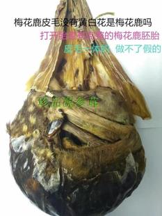 鹿胎 吉林梅花鹿鹿胎 带皮毛 梅花鹿胎 鹿胎粉 干鹿胎