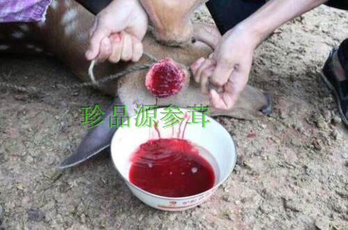 吉林鹿茸血鲜没有加白酒的梅花鹿