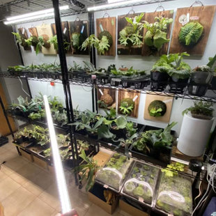 T8防水全光谱植物生长补光灯管LED蔬菜苔藓鹿角蕨多肉遮光档光片