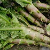 包邮 8.5斤 四川成都脆红紫叶莴笋青笋香莴苣绿色蔬菜叶红莴笋3