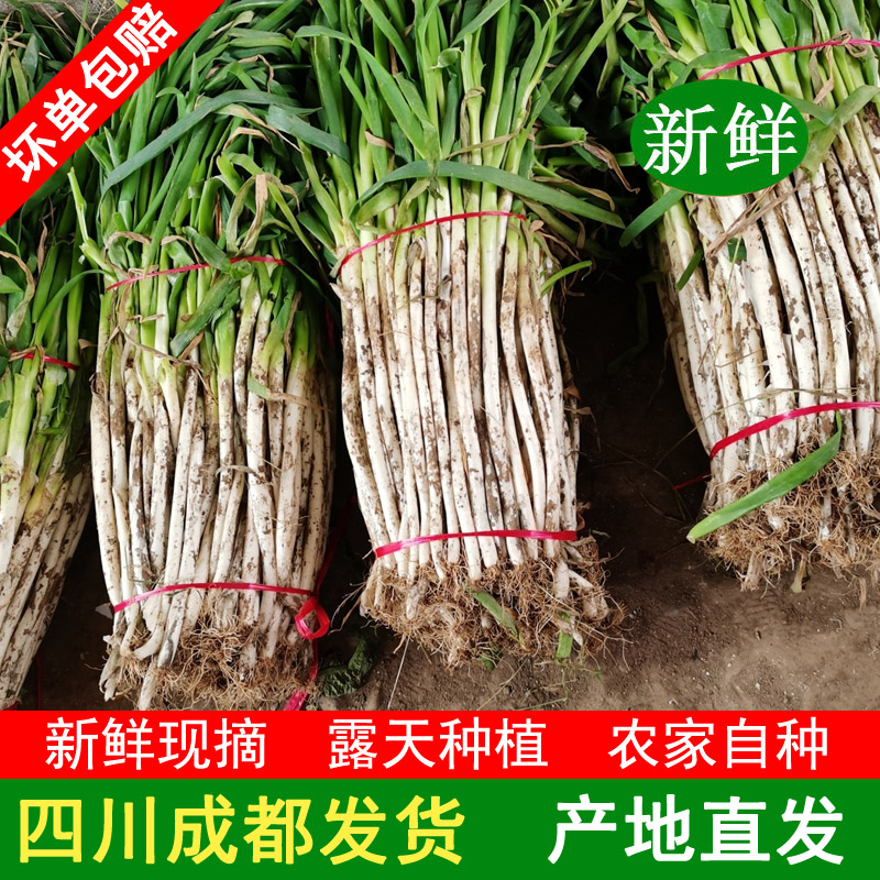 四川大葱新鲜铁杆白毛本地粗细