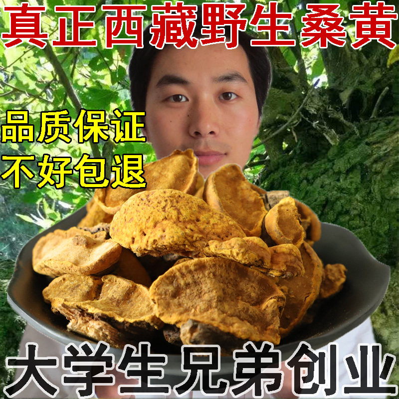 桑树桑黄250g正天然品黄边灵芝非500g克纯桑黄菌茶林芝桑黄灵芝