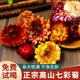 七彩菊花茶干花七色彩菊藏菊花太阳菊洋菊花变色菊正宗高山野采茶