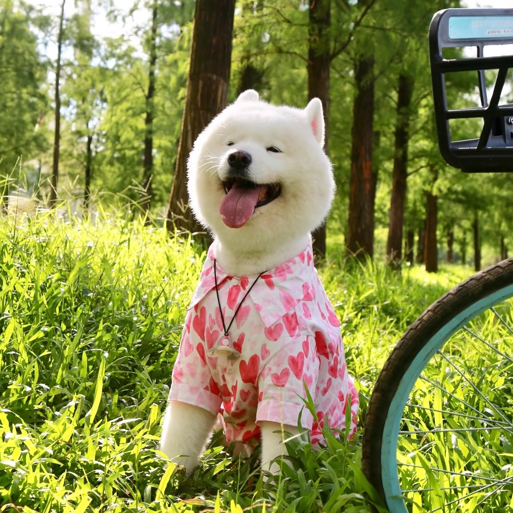 宠物大狗衣服多巴胺衬衫狗狗服饰金毛萨摩耶防脏衣