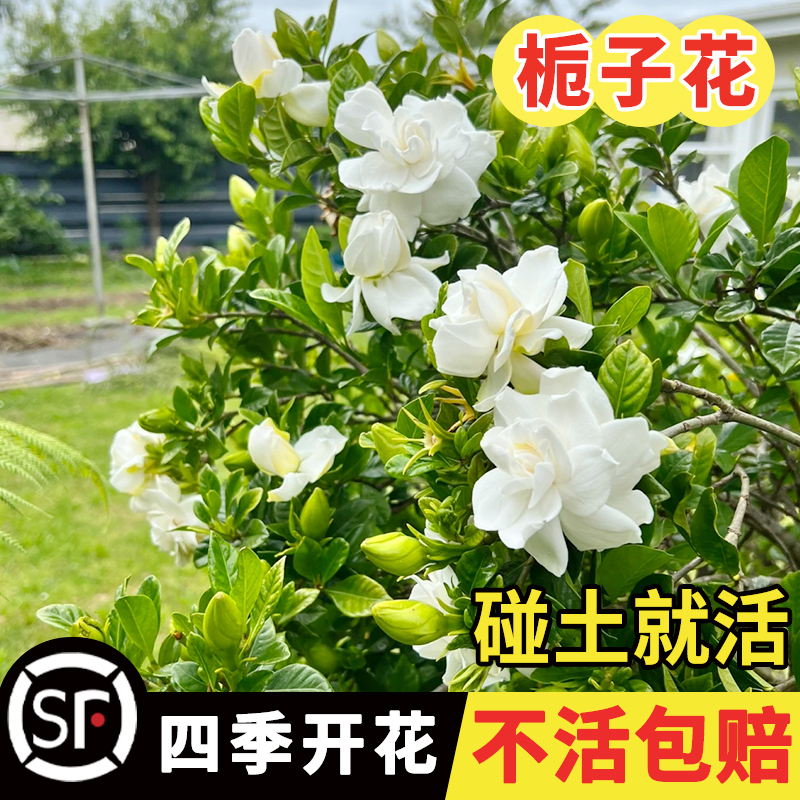 栀子花种子芳香型盆栽四季开花不断易活多年生花卉室内外阳台庭院