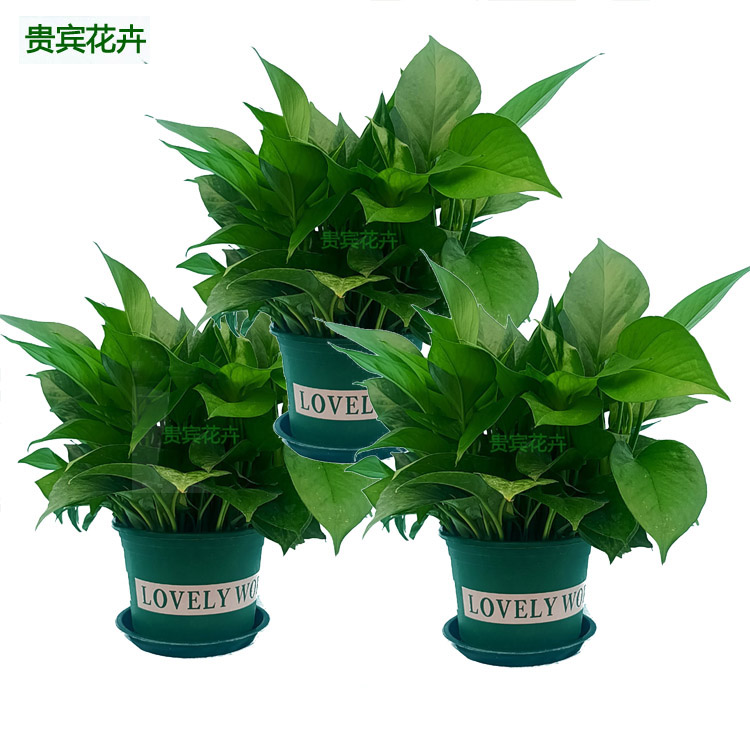 绿植盆栽室内植物除甲醛净化空气