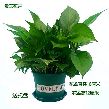 大盆绿萝吊兰盆栽带盆360绿萝新居植物室内花卉吸除甲醛植物包邮
