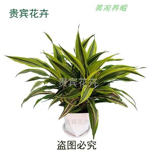 巴西美人铁中型盆栽花木绿植办公室前台植物好养活净化空气去甲醛