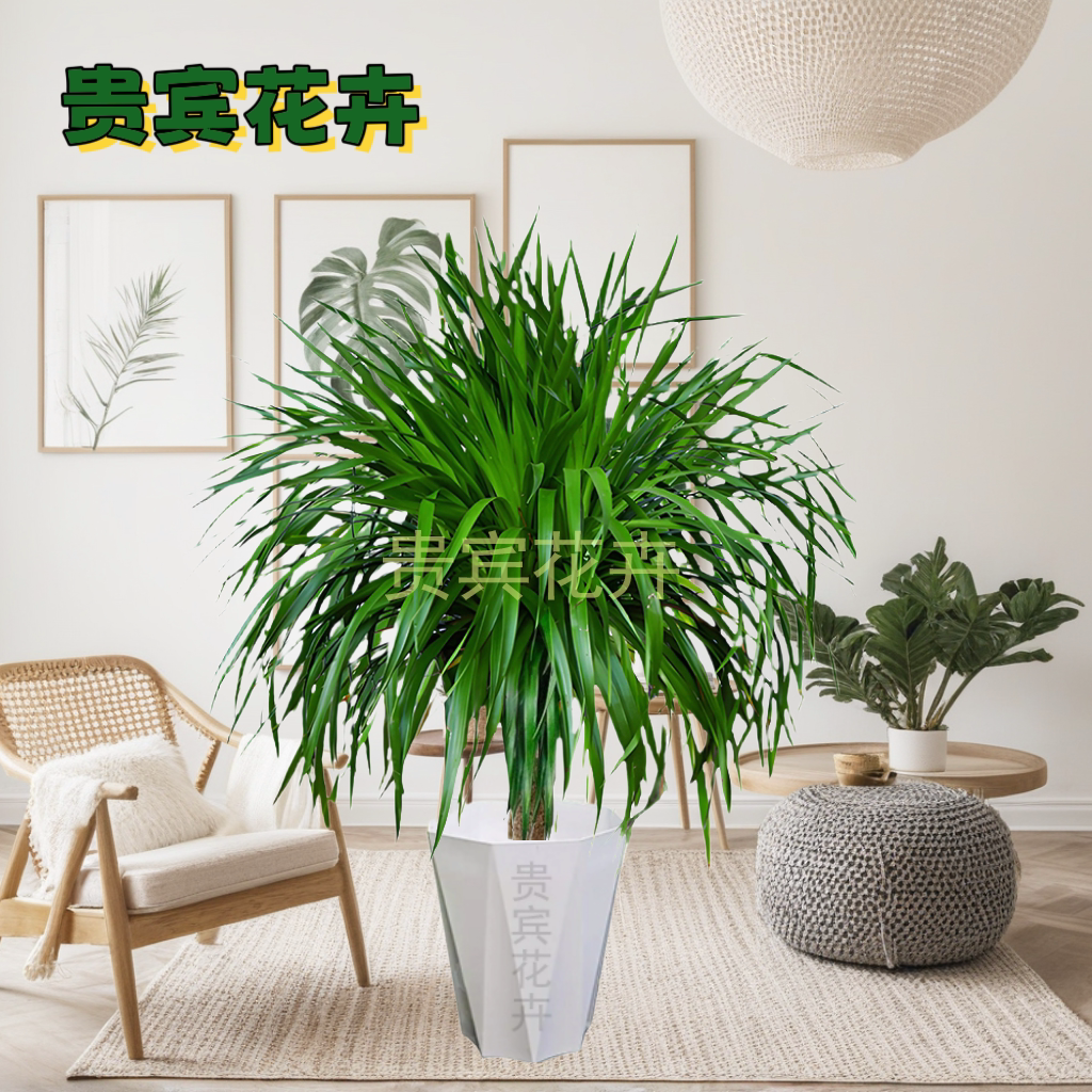 龙血树龙须树盆栽净化空气