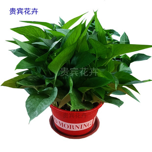 绿萝客厅大小型盆180绿萝170绿萝盆栽净化空气好养活室内植物 包邮
