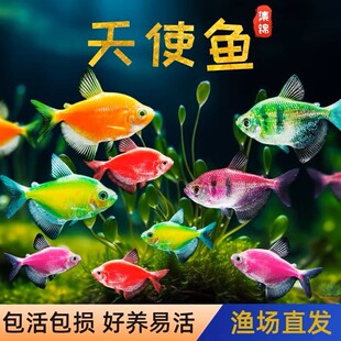 斑马鱼小型热带鱼观赏鱼易养活的灯科鱼群游鱼活体鱼新手鱼彩色鱼