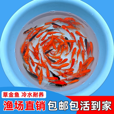 红草鱼红草金草金鱼冷水小金鱼