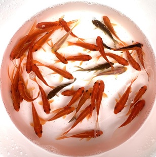 冷水红草小金鱼活体鱼龙鱼发财鱼地图鱼红草饲料鱼活体摆摊垂钓