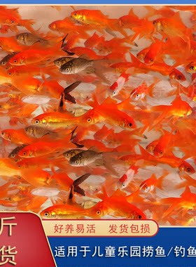 红草金鱼观赏鱼红草活体活体饲料