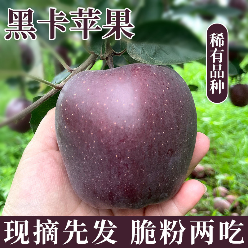 正宗甘肃黑卡黑钻苹果黑苹果当季黑色纯甜新鲜水果顺丰脆绵两吃
