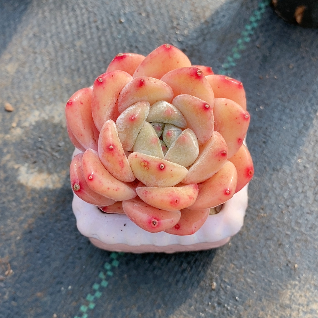 粉梦23.338,鲜花速递/花卉仿真/绿植园艺,多肉植物,淘宝优惠券,粉丝福利购,淘宝优惠卷