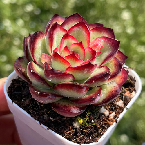 灵隐红边多肉植物带盆土种好