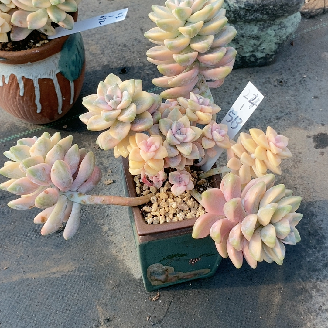 美杏锦24.513,鲜花速递/花卉仿真/绿植园艺,多肉植物,淘宝优惠券,粉丝福利购,淘宝优惠卷