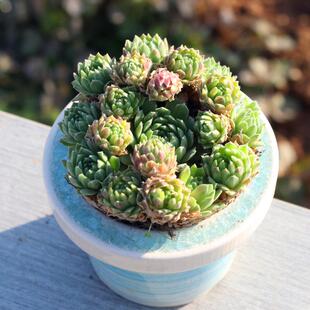 草莓卷娟 多头群生 含盆带土栽种好多肉植物老品种新手易种小花卉