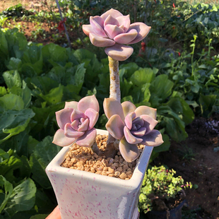 紫乐 多肉植物精品老桩好养多肉大棵室内小盆栽绿植组合肉肉 包邮