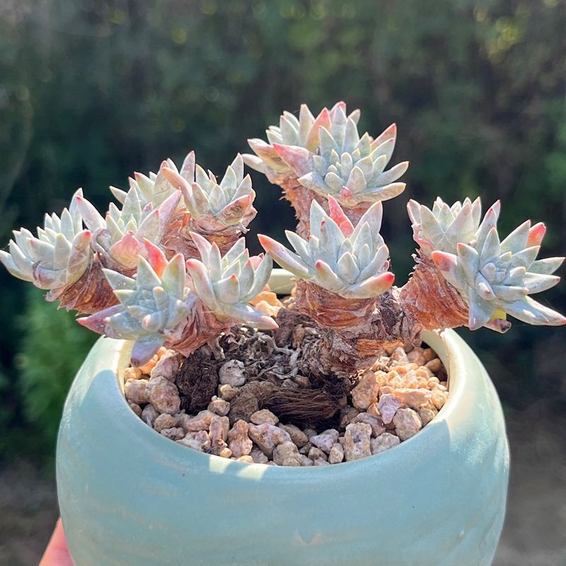 白菊 多头群生老桩多肉植物仙女杯属木质造型桩花卉盆栽稀有精品