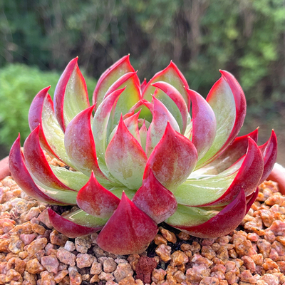 惊鸿仙子多肉植物红色新手易种