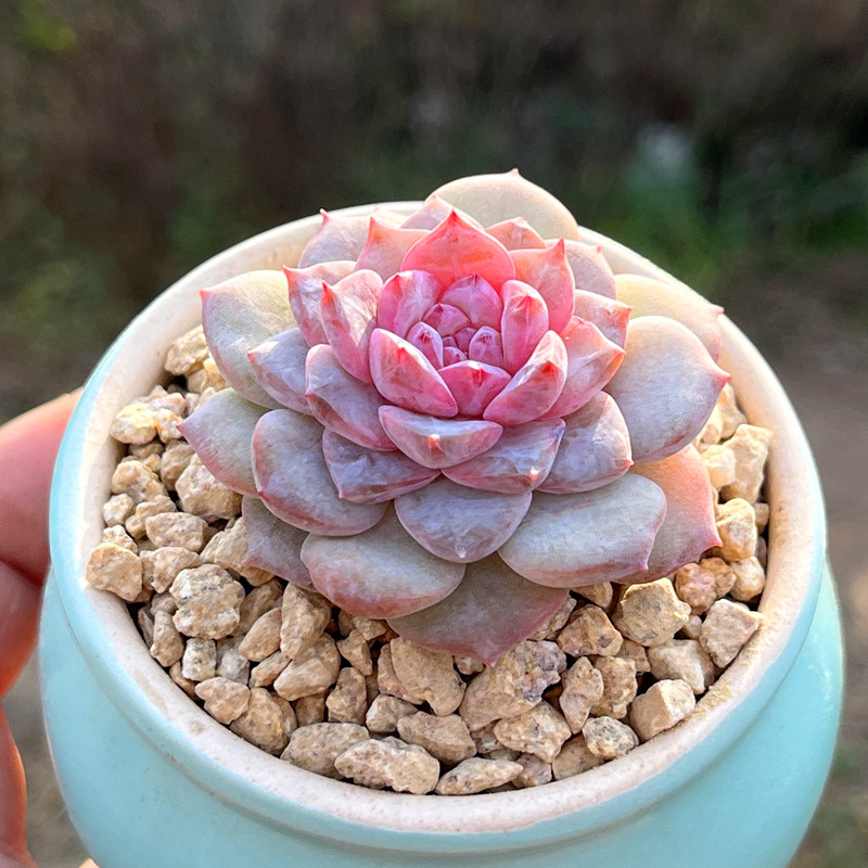 雪妍 多肉植物 新品含盆带土栽种植好糖心冰魄红色芯肉肉雪颜溏芯,鲜花速递/花卉仿真/绿植园艺,多肉植物,淘宝优惠券,粉丝福利购,淘宝优惠卷