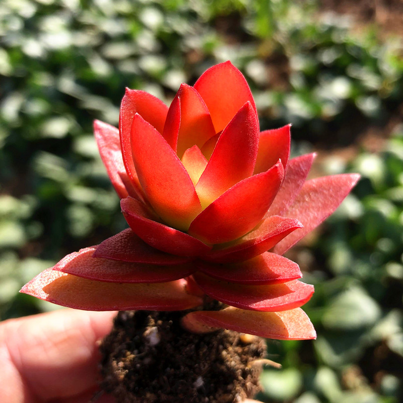 玫瑰火祭 大红色火炬锦 多肉植物 多头群生老桩庭院窗台阳台花卉