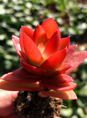 玫瑰火祭 大红色火炬锦 多肉植物 多头群生老桩庭院窗台阳台花卉