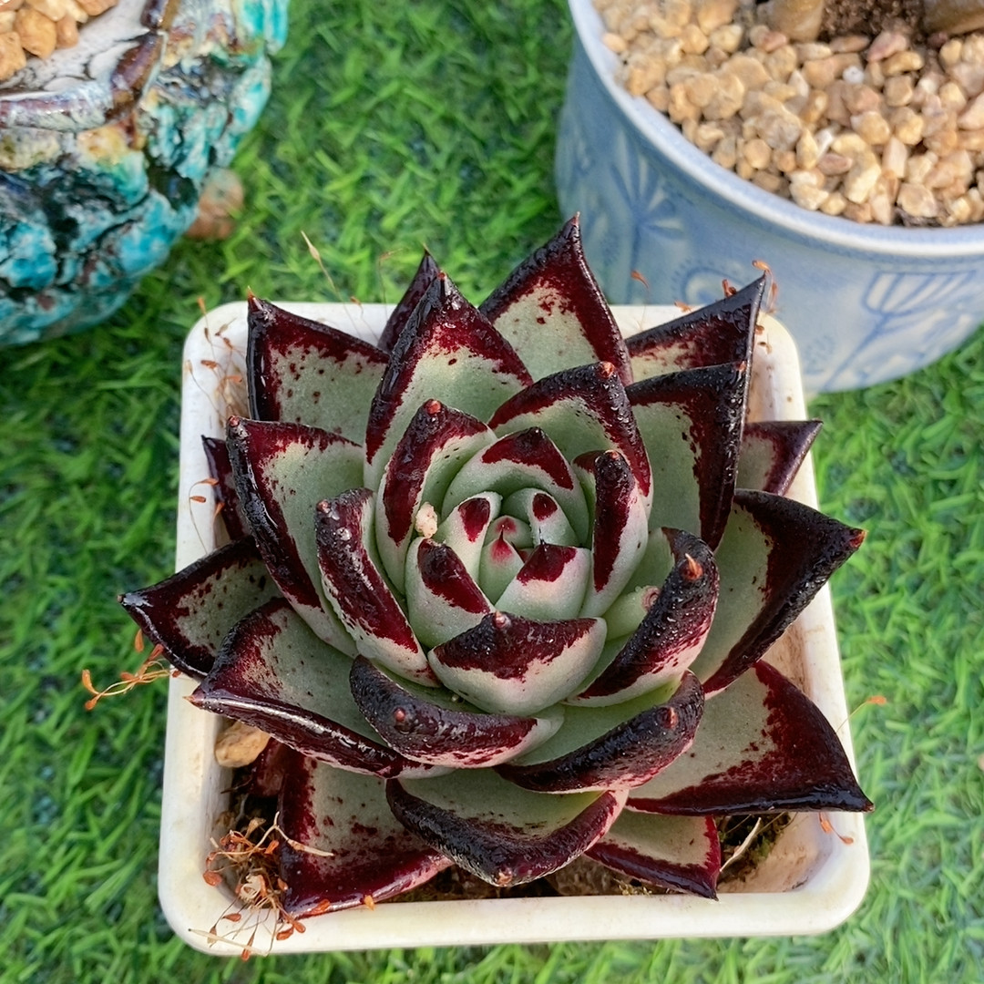 乌木23.790,鲜花速递/花卉仿真/绿植园艺,多肉植物,淘宝优惠券,粉丝福利购,淘宝优惠卷