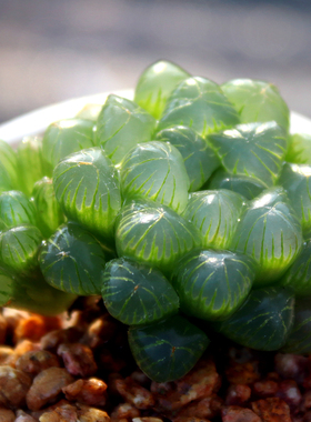 耐热耐阴多肉植物 冰灯姬玉露 带盆栽种好 大颗 奇趣组合盆栽肉肉