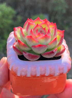 侧影 红色边多肉植物 含陶瓷盆带土栽种好 新手简单易种阳台花卉