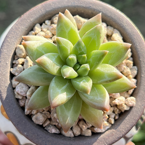 青花瓷暗纹系多肉植物
