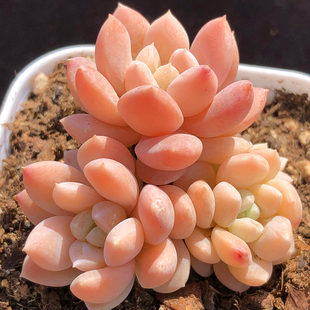 奶油美人 多肉植物可爱萌肉肉果冻马卡龙色 迷你精品控养多头群生