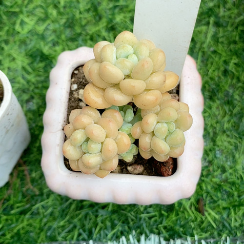 洛可可27.271