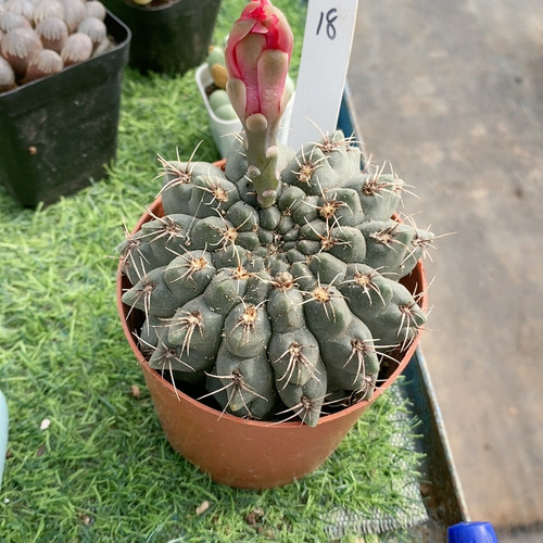 绯花玉20.18