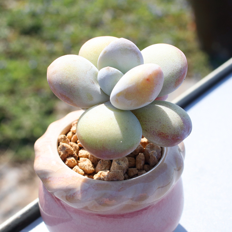 雪美人 多肉植物 单头小老桩 精品控养超萌可爱肉肉 小迷你盆栽花