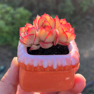 牡丹亭 含陶瓷盆带土栽种好 多肉植物 多头群生新手易种 红色花卉