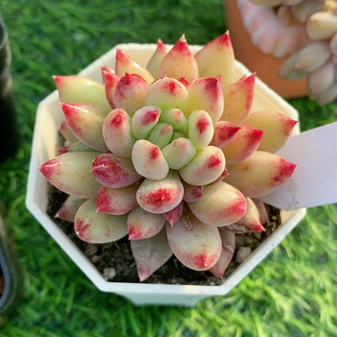 岩字虞美人，22.8带盆,鲜花速递/花卉仿真/绿植园艺,多肉植物,淘宝优惠券,粉丝福利购,淘宝优惠卷