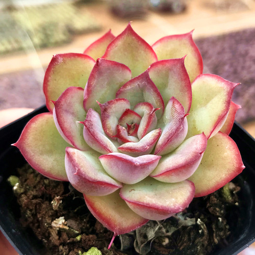 猎户座单头红边多肉植物