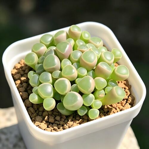 五十铃玉 多肉植物 多头群生含盆带土栽种好新手简单易种组合花卉
