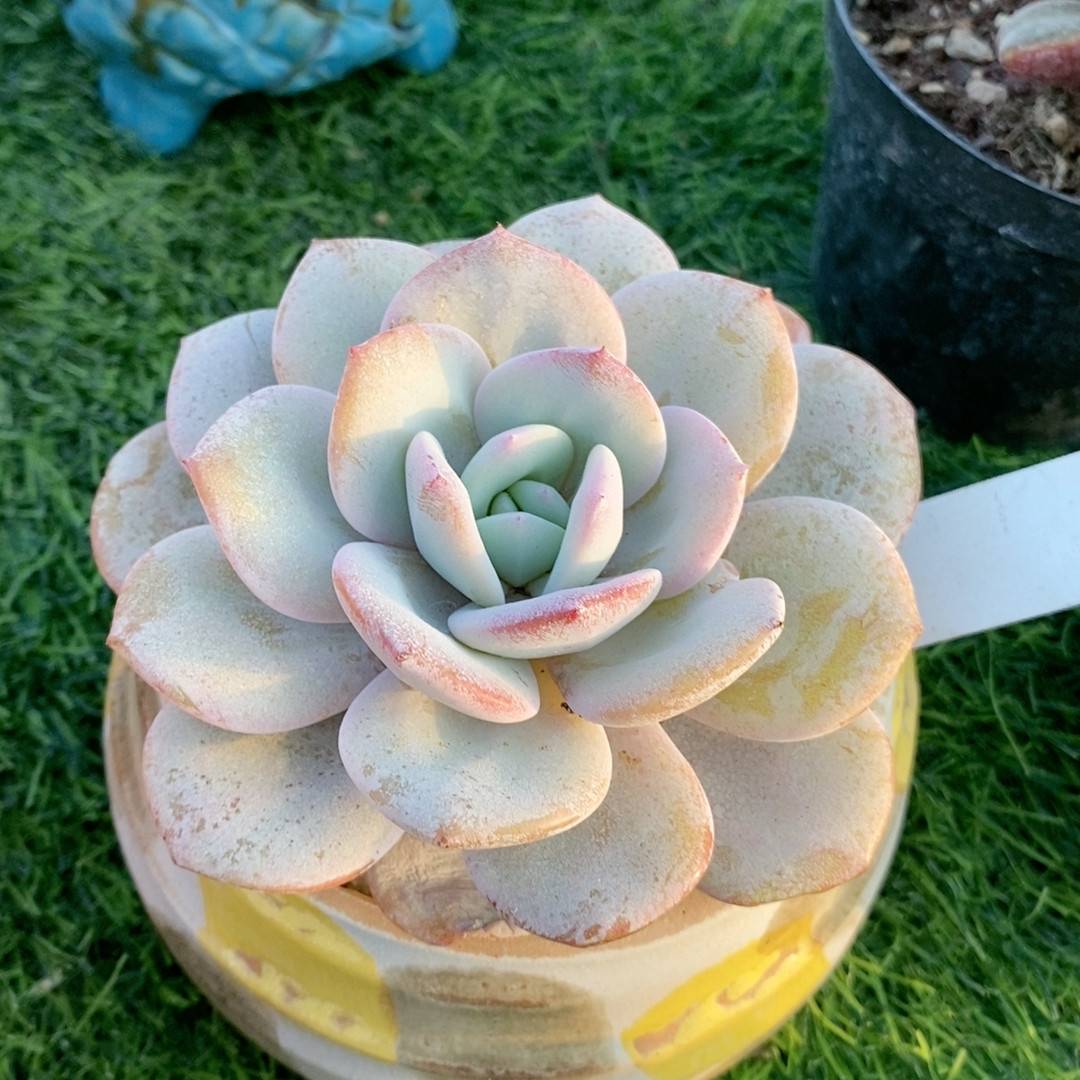 韩版奶茶22.157,鲜花速递/花卉仿真/绿植园艺,多肉植物,淘宝优惠券,粉丝福利购,淘宝优惠卷