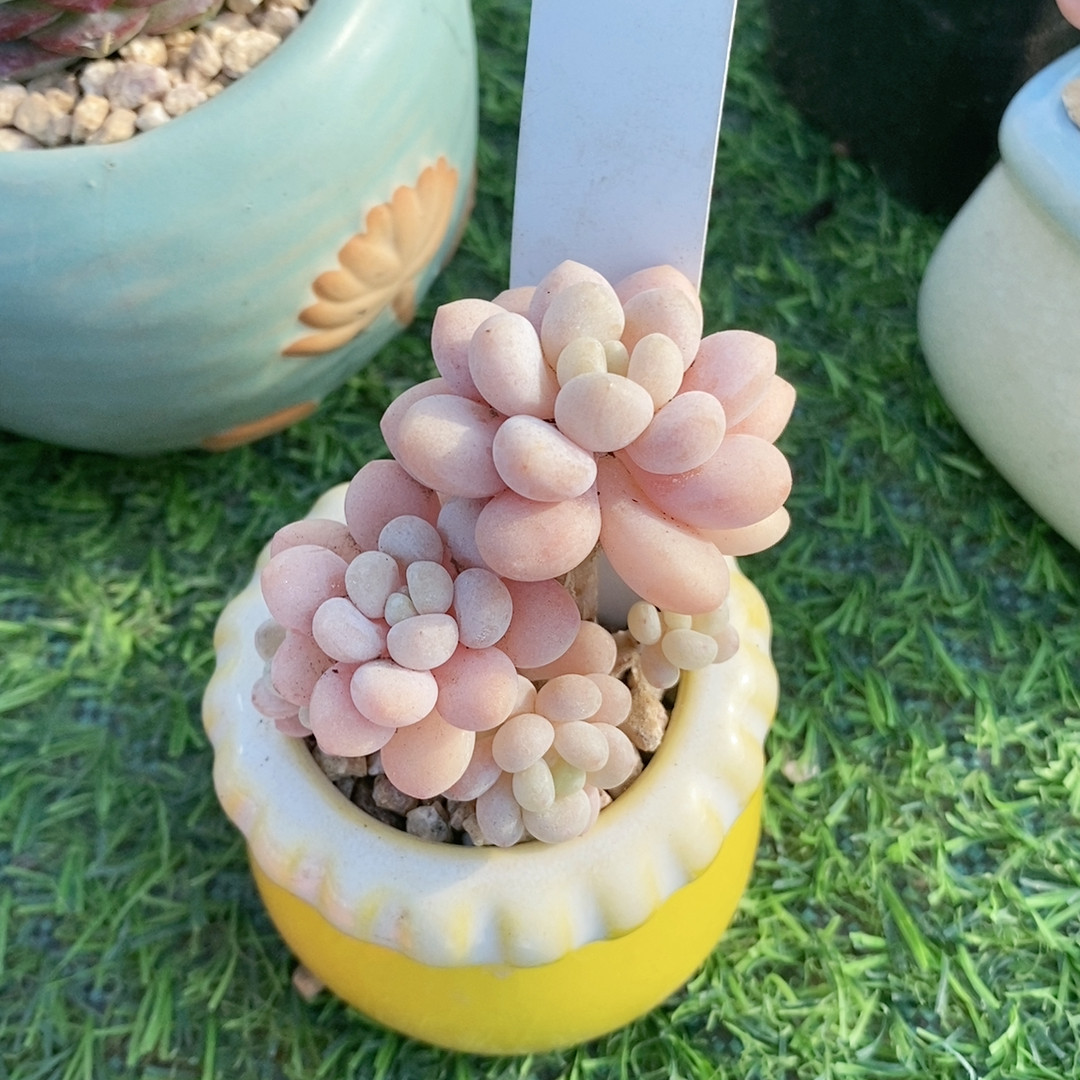 达芙妮21.1,鲜花速递/花卉仿真/绿植园艺,多肉植物,淘宝优惠券,粉丝福利购,淘宝优惠卷