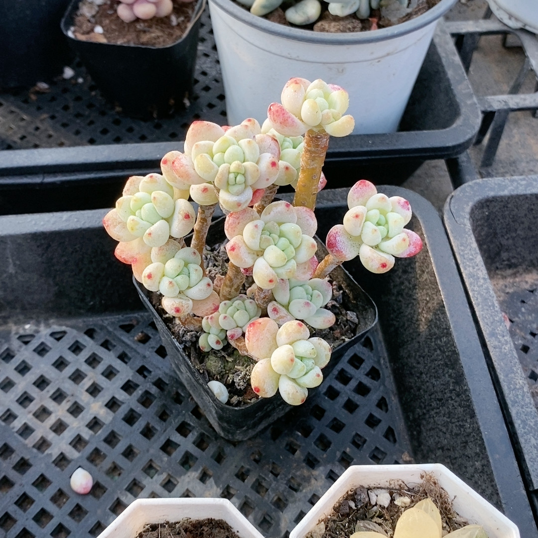 罗琦23.707,鲜花速递/花卉仿真/绿植园艺,多肉植物,淘宝优惠券,粉丝福利购,淘宝优惠卷