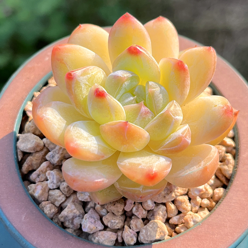 钻石珍妮含盆带土栽种好多肉植物