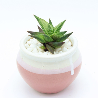 琉璃殿百合科十二卷属多肉植物